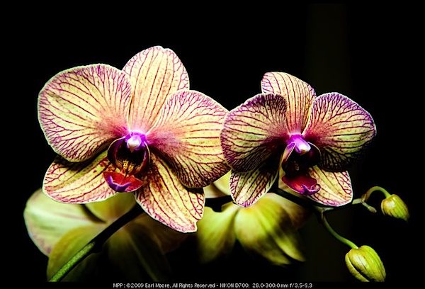 Phai Orchids