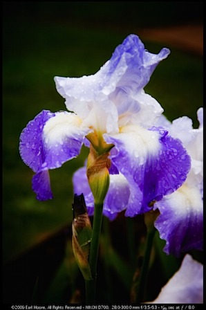 Spring Iris on a rainy day