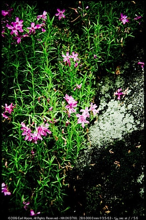 Moss Pink Phlox