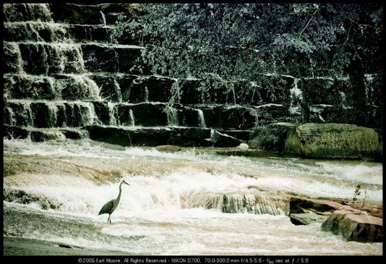 Crane on water