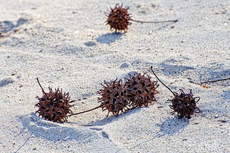 Seed Pods