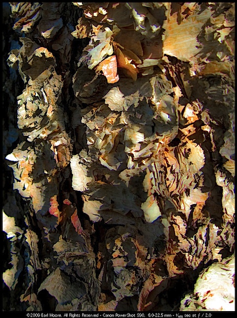 Birch Bark Abstract