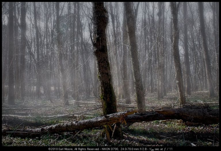 Trees now silent