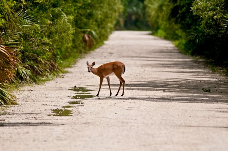 Whitetail Deer