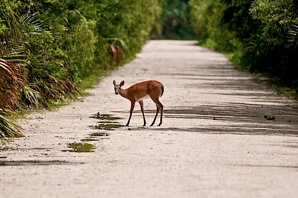 Whitetail Deer - Fakahatchee Strand State Preserve, FL