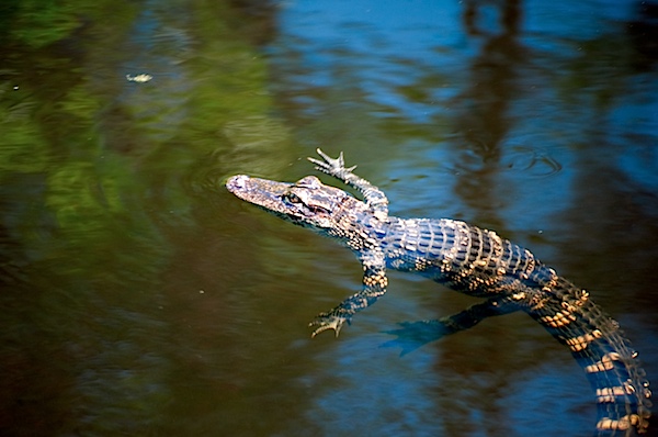 Baby Alligator - Big Cypress National Preserve, FL