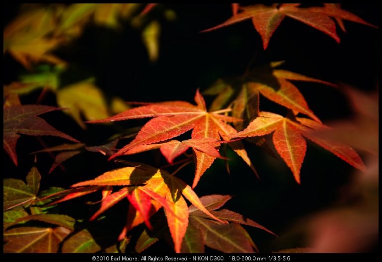 More spring leaves