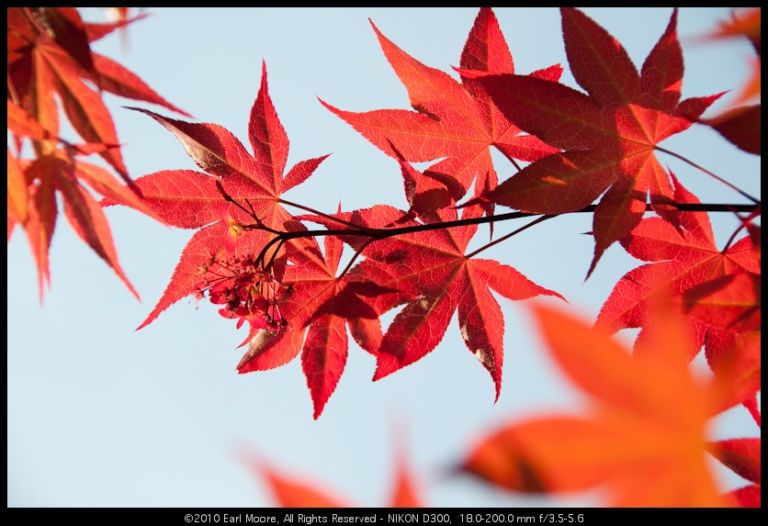 Not fall foliage