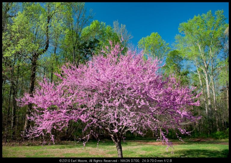 Spring Photos, at last