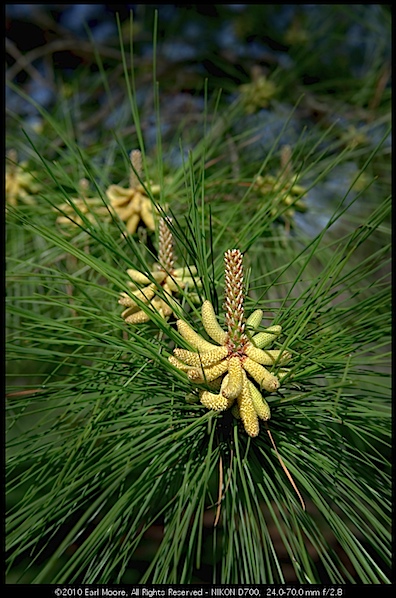 Male Pine Cones
