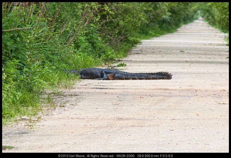 Alligator Series: Wetlands Speed Control