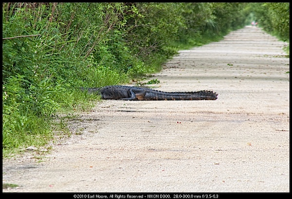 Wetlands Speed Control - alligator sunning, FL