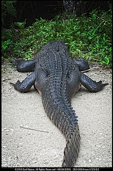 From the back - alligator sunning, FL