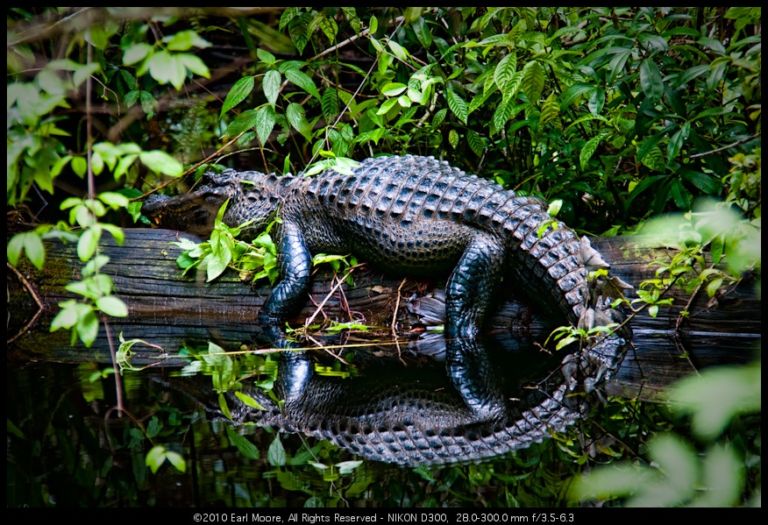 Alligator Series: More than a bump on a log