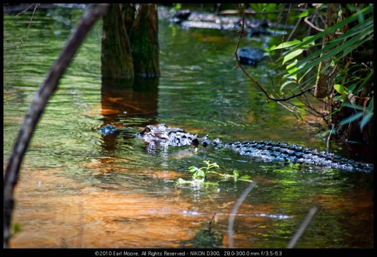 Alligator Series: Wade at your own risk