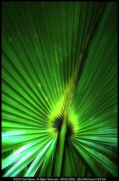 Palm Fan Abstract