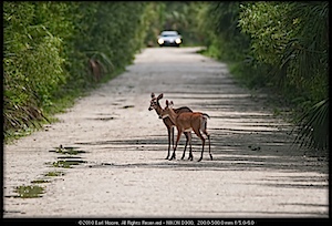 #2 White-Tailed Deer - Fakahatchee Strand, FL
