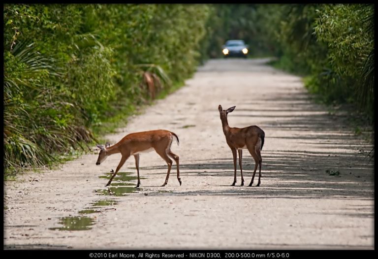 Deer and headlights