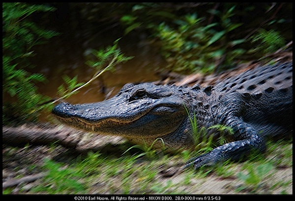 Alertness - Alligator, FL