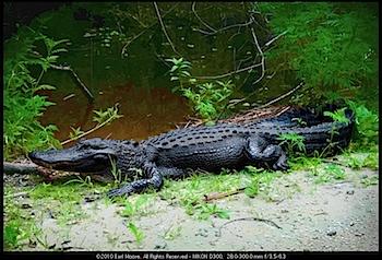 9-10 feet of Alligator, FL