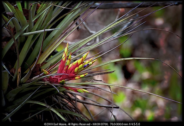 Tillandsia fasciculata - Rookery Bay Reserve, FL