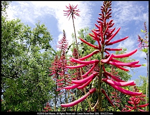 #2 Coral Bean Flowers - Florida