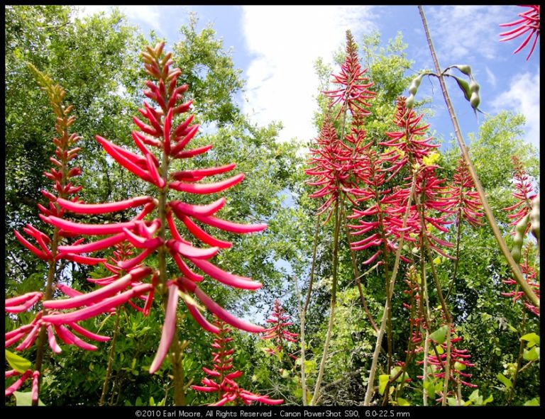 Coral Bean