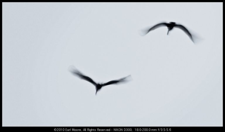 Shadow-Gulls