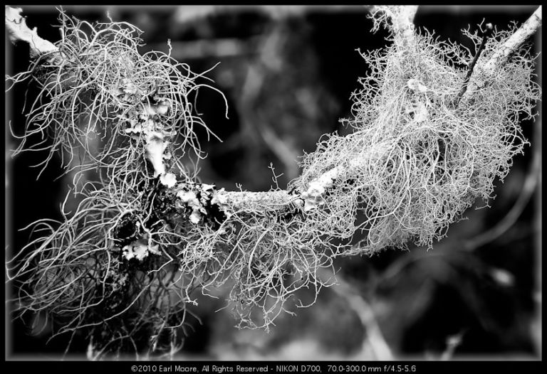 Epiphytic