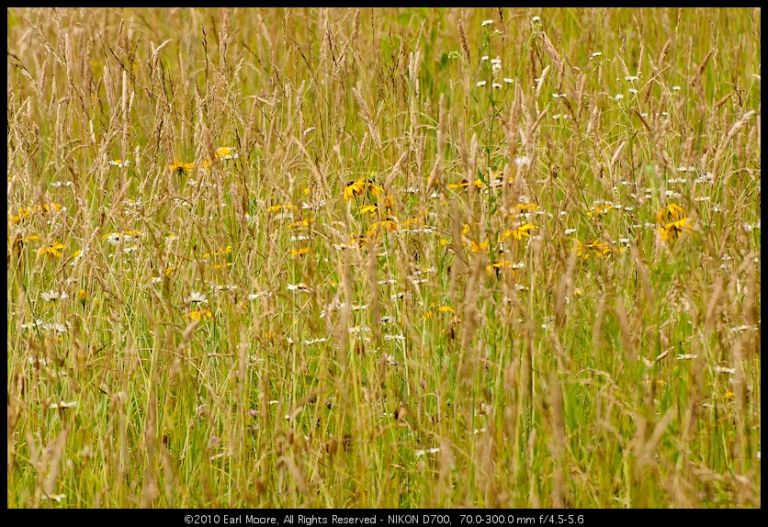 Meadow Wildflowers