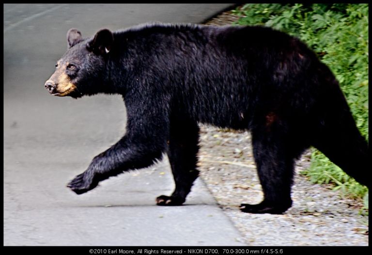 Black Bear