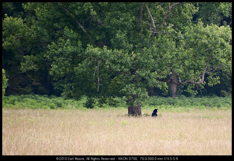 Black Bear #2