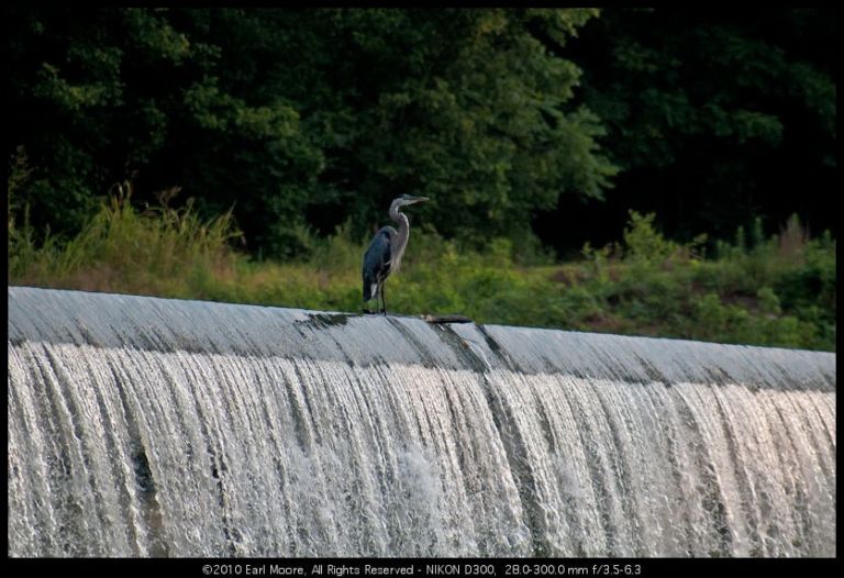 Grey Heron