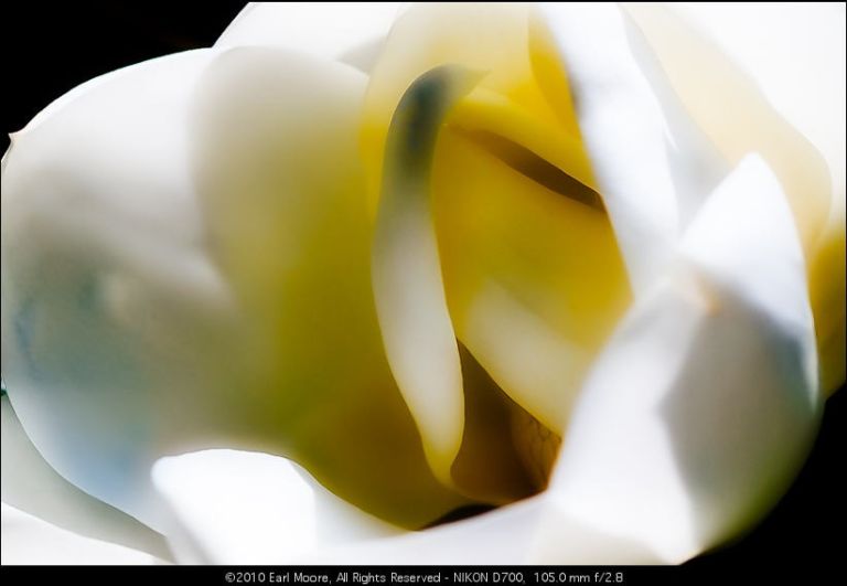 Southern Magnolia Flowers