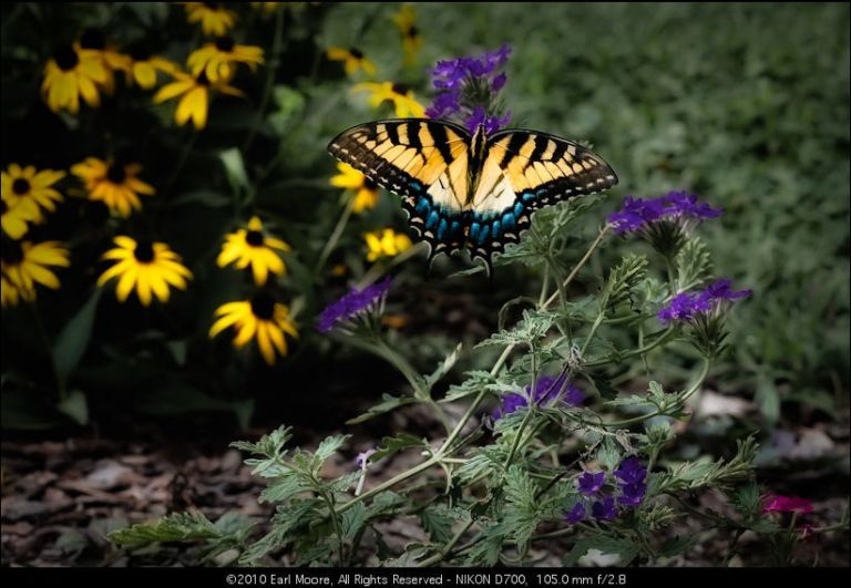 Eastern Tiger Swallowtail Butterfly, and clearing my name