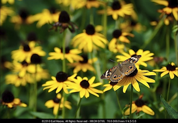Blending In - Common Buckeye Butterfly