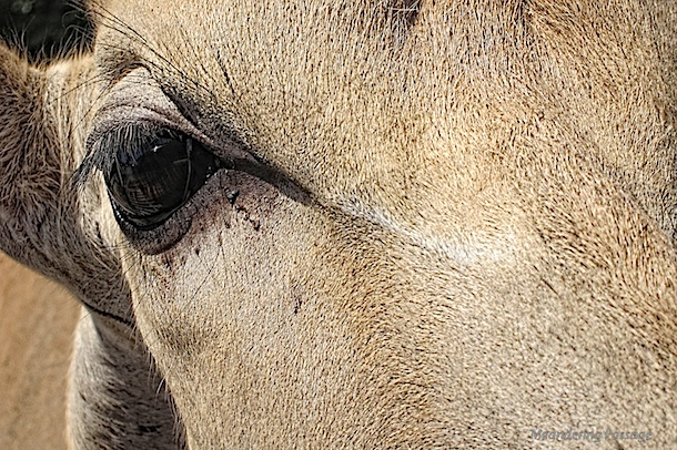 Eye-to-Eye, Common Eland
