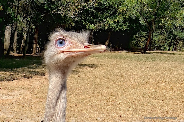 Eye-to-Eye, Ostrich
