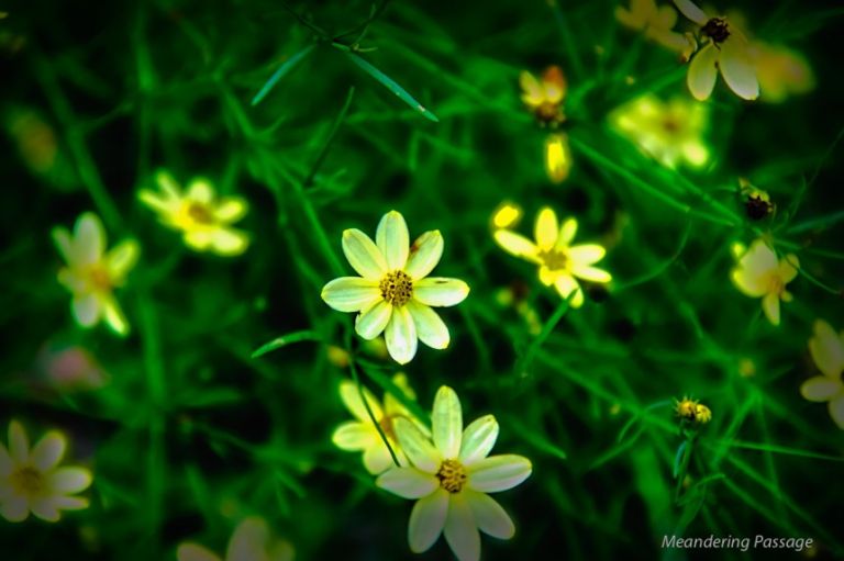 Late blooms