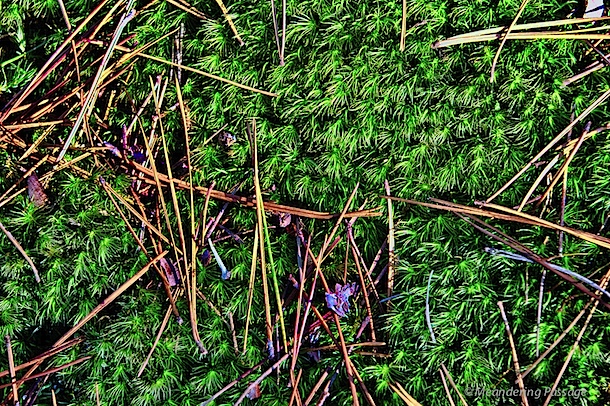 Moss and pine needles