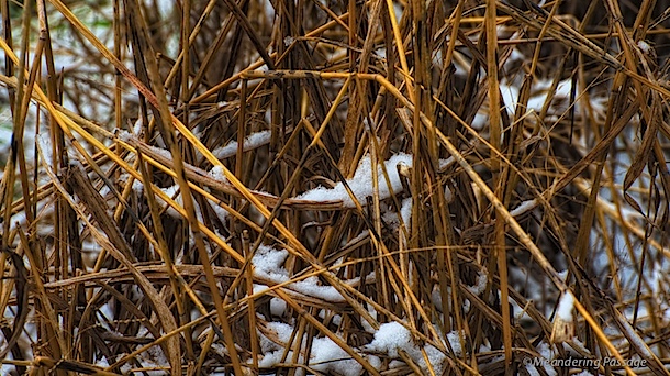 Snow among the stems