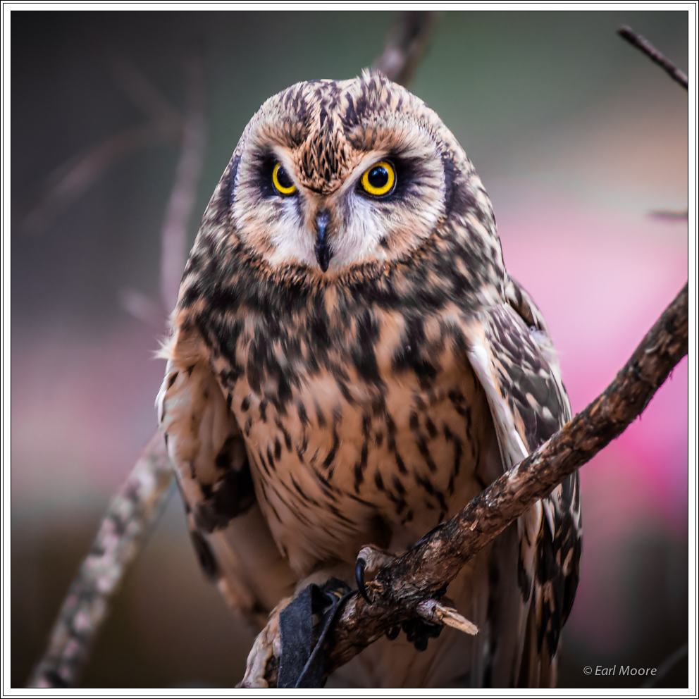 ©Meandering Passage - Earl Moore Photography -- Shiva - Short-Earred Owl