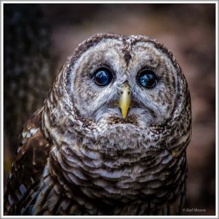 ©Meandering Passage - Earl Moore Photography -- Bob O - Barred Owl