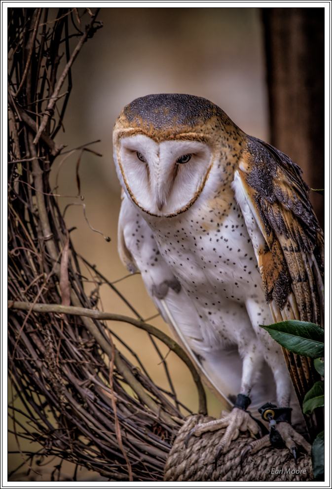 ©Meandering Passage - Earl Moore Photography - Barn Owl - Emma