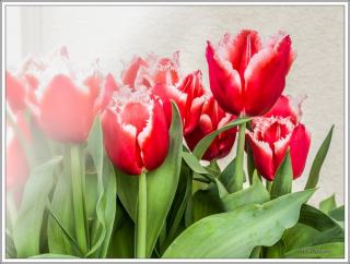 ©Meandering Passage - Earl Moore Photography - Red Spring Tulips