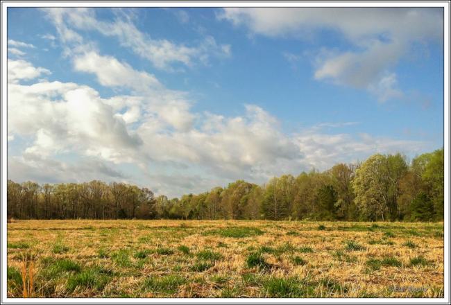 ©Meandering Passage - Earl Moore Photography - Spring field and forest
