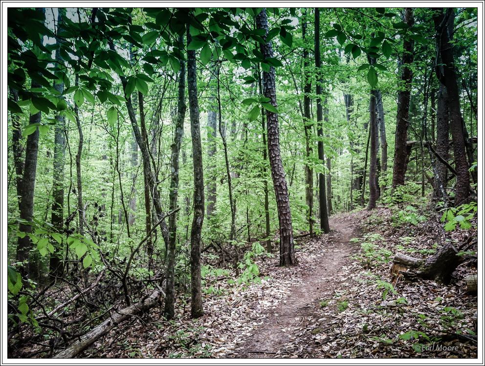 ©Meandering Passage - Earl Moore Photography - Spring morning walk along the path