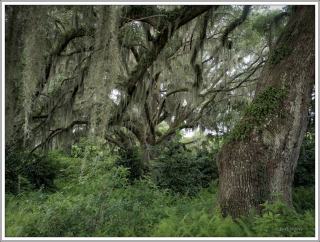 ©Meandering Passage - Earl Moore Photography - Maze of limbs, majestic oaks, Brookgreen Gardens, SC