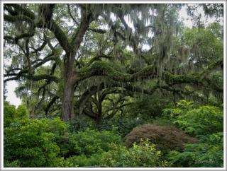 ©Meandering Passage - Earl Moore Photography - They endure, majestic oaks, Brookgreen Gardens, SC