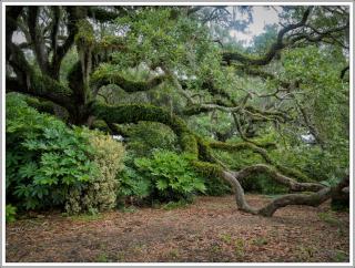 ©Meandering Passage - Earl Moore Photography - Touching the ground, majestic oaks, Brookgreen Gardens, SC